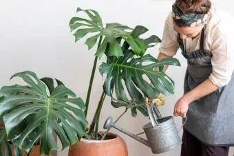 Vrou wat Monstera-plant natmaak