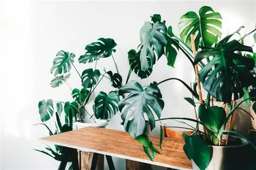 Monstera Deliciosa qanday o'sadi: o'simliklarni parvarish qilish bo'yicha to'liq qo'llanma