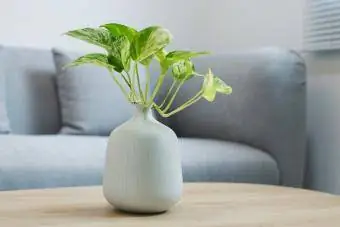 Plantas no vaso branco sobre uma mesa de madeira