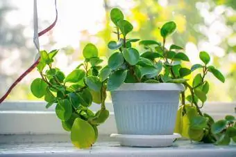 Panloob na halaman na peperomia sa isang puting palayok sa windowsill sa tabi ng bintana