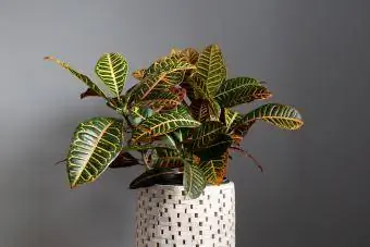 Croton biljka na sivoj pozadini