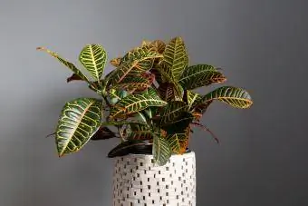 Planta Croton pe un fundal gri