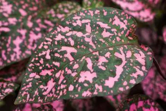 Tampilan jarak dekat dari pola daun tanaman polkadot merah muda dan hijau (Hypoestes phyllostachya) di musim panas