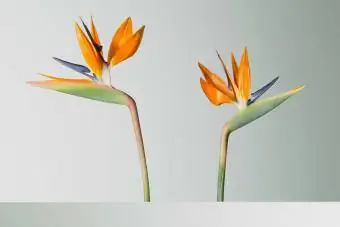 Divi paradīzes putni ziedi novēršas