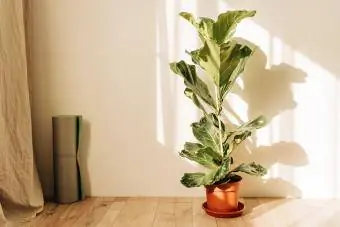 Ficus lyrata dalam pot sumbu di atas meja kayu