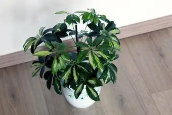 Schefflera arboricola augalas, izoliuotas mediniame fone