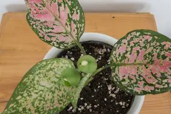 Aglaonema Хятадын мөнх ногоон ургамлыг дээрээс нь харах