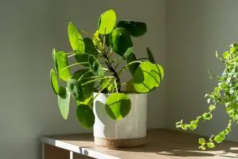 Sobna biljka Pilea Peperomioides u keramičkoj posudi za cvijeće kod kuće