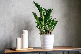 pianta di zamioculcas zamiifolia in vaso di fiori bianchi