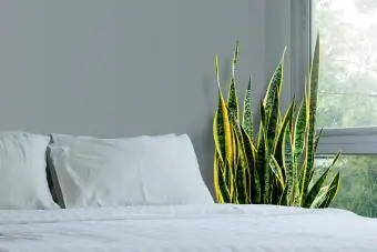 Yatak odasında yılan bitkisi