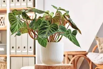 Luntiang tropikal na Philodendron Verrucosum houseplant