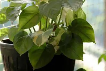 Close-up ng mga pothos sa isang flower pot