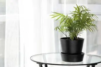 Evin iç kısmındaki bir masada ev bitkisi