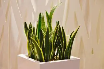 Sansevieria bên trong nhà ở