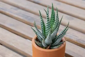 Haworthiopsis fasciata-Blume auf Holztisch