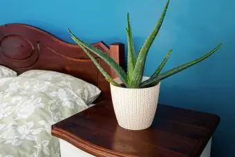 Aloe vera houseplant na lumalago sa puting braided pattern na palayok sa kulay asul na dingding sa kwarto sa bahay