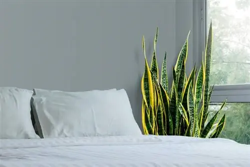 12 լավագույն փակ բույսերը ձեր ննջասենյակում պահելու համար