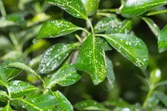 Mealybugs, inseto branco de doença de planta