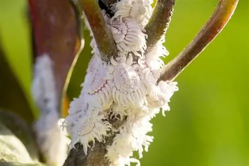 Sådan slipper du af med Mealybugs: 8 gennemprøvede metoder