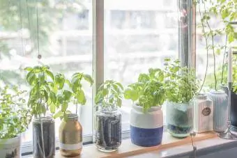 Jardín de plantas de hierbas de interior en macetas junto al alféizar de la ventana