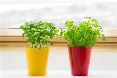 Cara Menanam Kebun Herbal Dalam Ruangan dalam 6 Langkah