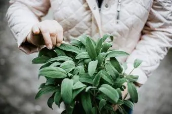 Anciana sosteniendo una olla de salvia