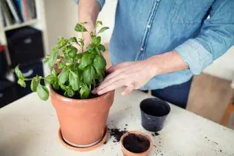 Homme plantant du basilic