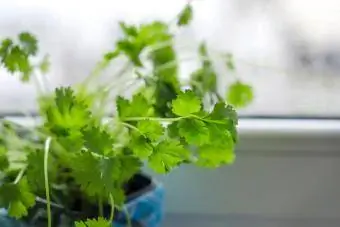 Biljka cilantro raste u saksiji