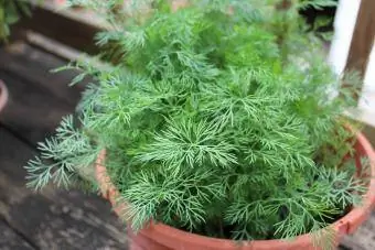 Sariwang Organic Dill