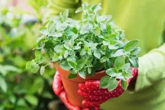 Manos de mujer con guantes de jardinería sosteniendo orégano en maceta