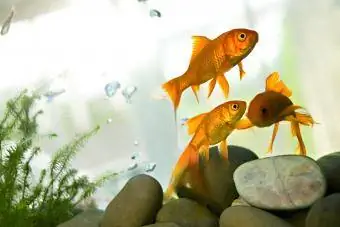 Guldfisk simmar i tank