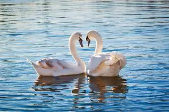 Dos cisnes blancos formando un corazón con el cuello.