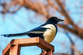 Magpie Perching ntawm trellis