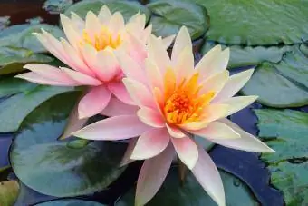 Lotus-waterlelie in meer