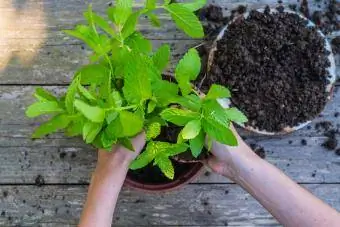 Mãos de mulher replantando hortelã