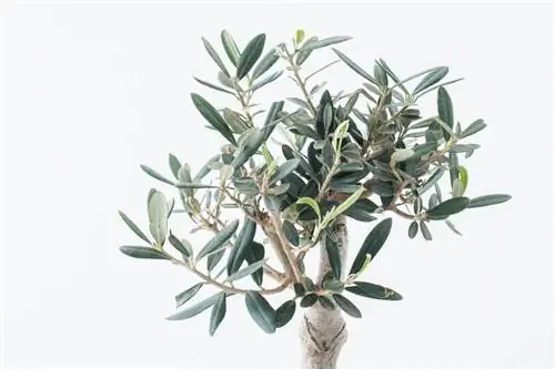 Wie man einen Olivenbaum für den Innenbereich anbaut und pflegt