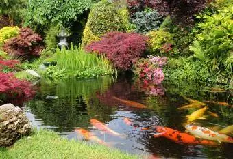 Koi pond sa likod-bahay