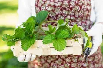 La donna tiene il cestino con i germogli di fragola da piantare