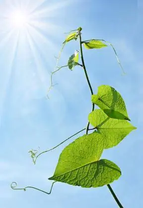 प्रकाश संश्लेषण सिखाना