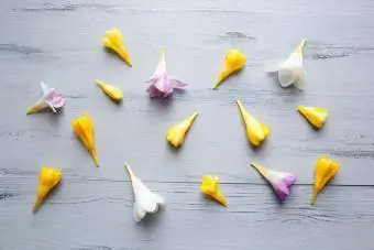 Žuti ljubičasti i bijeli cvjetovi frezije
