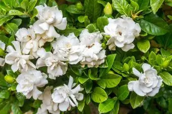 Bijele gardenije