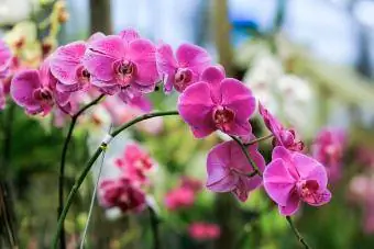 Güve Orkide