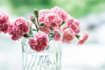 Ružičasti cvetovi karanfila