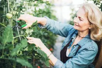 Starší farmář prořezávání rostlin rajčat v její zahradě
