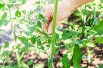 دست زن بیش از حد ساقه مکنده را که روی گیاه گوجه فرنگی رشد می کند، جدا می کند
