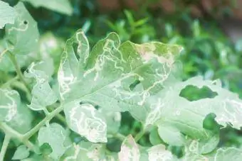 leafminer larveskade på et tomatblad