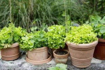 verduras de hojas verdes para el otoño idea de macetero de otoño