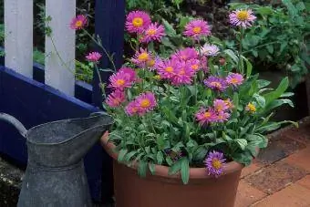 Aster paj lub caij nplooj zeeg planter