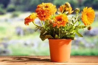 Calendula efterår efterår planter