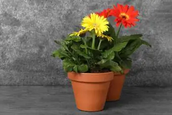 gerbera tusenfryd høst høst planter